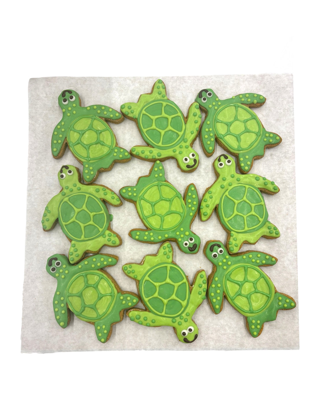 Sea Turtles