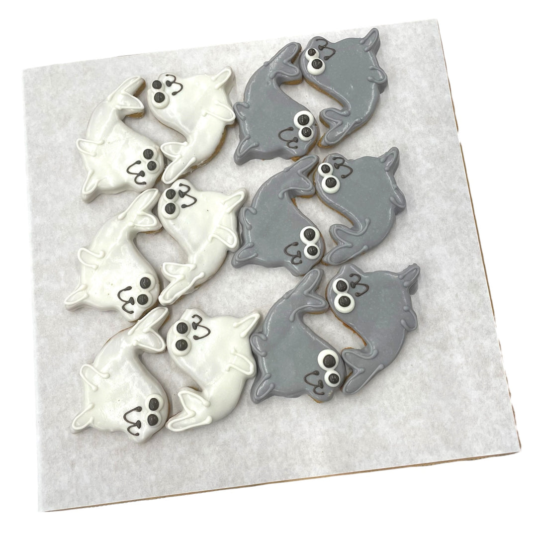 Seal Pups