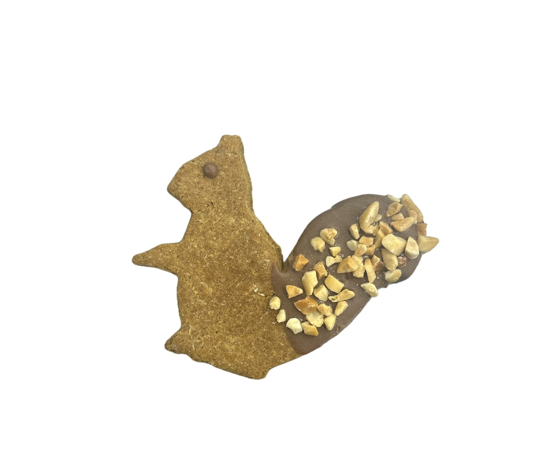 Squirrels