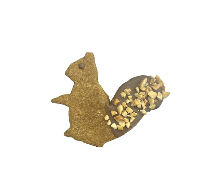 Squirrels
